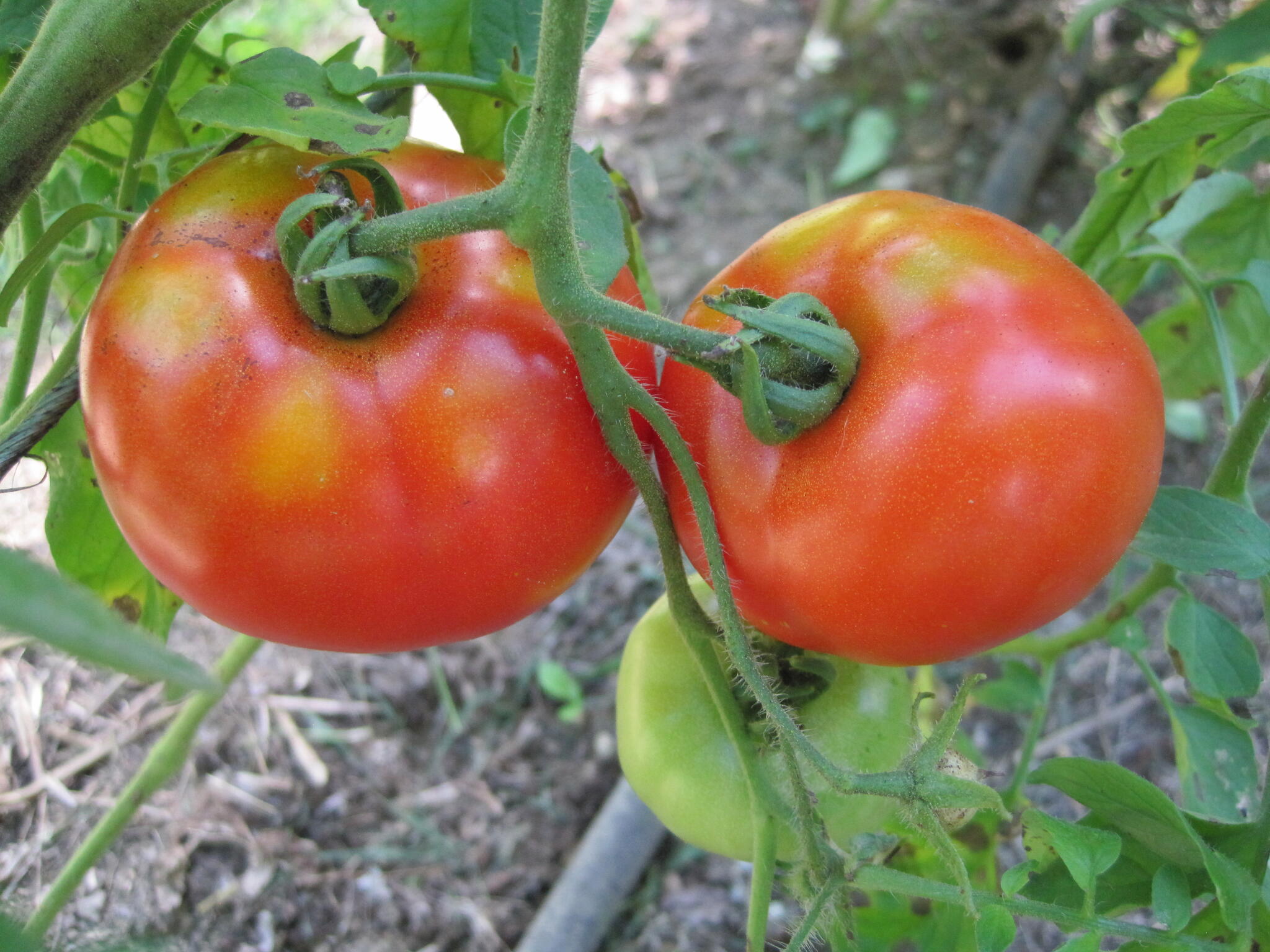 Indeterminate tomato plants